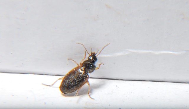 Olisthopus sp. (Carabidae)